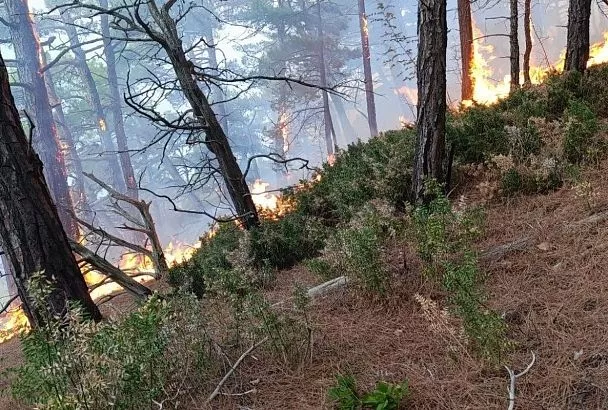 Площадь пожара на территории Геленджикского лесничества выросла до 14 га