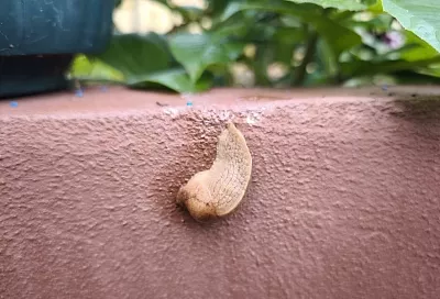 Кукурузная мука против слизней: барьер, через который они не проползут