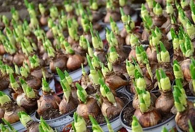 Чтобы увидеть на участке яркое поле тюльпанов, надо сначала посадить их - осенью: подробная инструкция как это делать