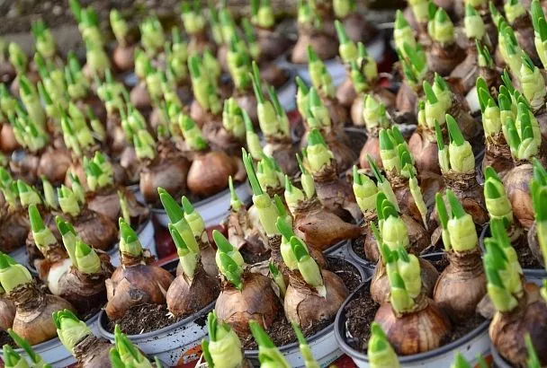 Чтобы увидеть на участке яркое поле тюльпанов, надо сначала посадить их - осенью: подробная инструкция как это делать