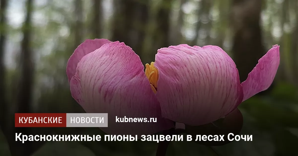 Краснокнижные пионы зацвели в лесах Сочи