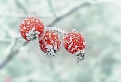 Готовимся к крещенским морозам в Краснодарском крае: прогноз и как пережить их без потерь