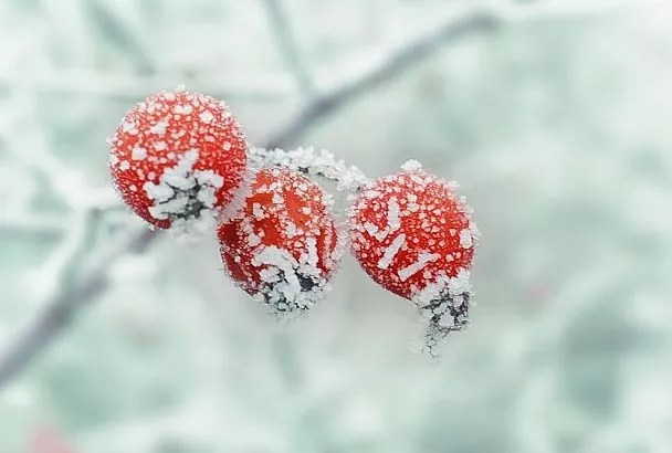 Готовимся к крещенским морозам в Краснодарском крае: прогноз и как пережить их без потерь