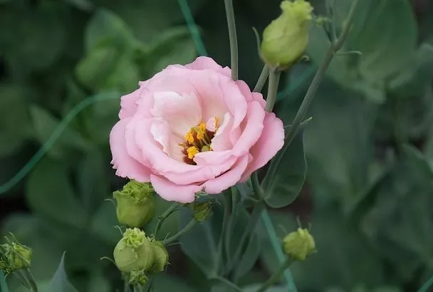 Декабрь – время для посева: чтобы получить красивую клумбу, эти цветы надо сажать в середине зимы