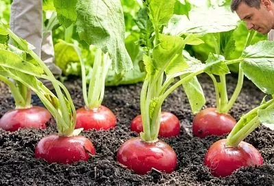 Редис вырастет с кулак, если вы уберете  это из грядки уже сейчас: 3 секрета, которые работают лучше дорогих удобрений