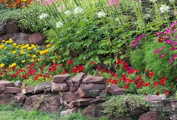 Сажаю эти многолетники среди камней — и не сад, а цветущий с весны до осени оазис