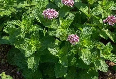 Не путайте мяту с мелиссой: как отличить и какое растение вам нужно