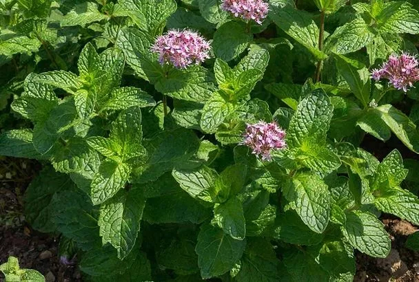 Не путайте мяту с мелиссой: как отличить и какое растение вам нужно