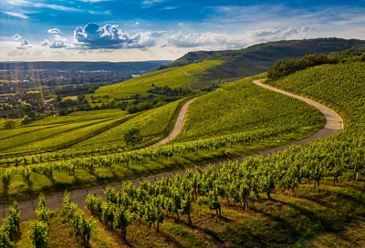 На Кубани создадут цифровые карты виноградопригодных земель