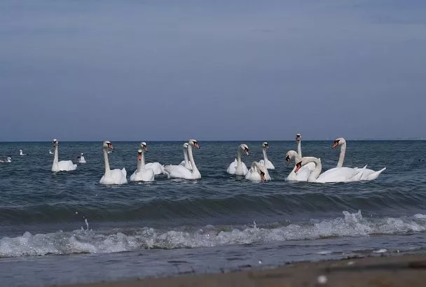 Города Краснодарского края вошли в топ-10 популярных направлений для спонтанных поездок в январе