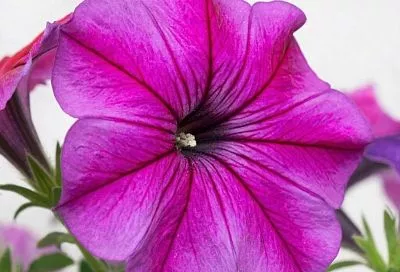 За окнами снег, а на моем подоконнике уже пробиваются первые ростки однолетников