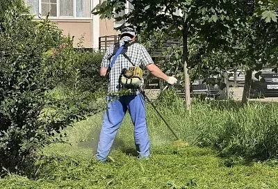 В Краснодаре выкошено уже более 30 тысяч гектаров амброзии