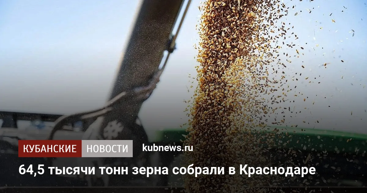 64,5 тысячи тонн зерна собрали в Краснодаре