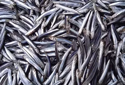 Объем вылова черноморской хамсы в 2025 году впервые оказался больше, чем азовской