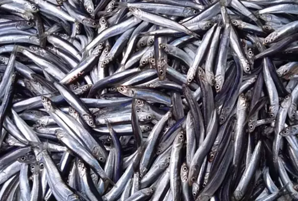 Объем вылова черноморской хамсы в 2025 году впервые оказался больше, чем азовской