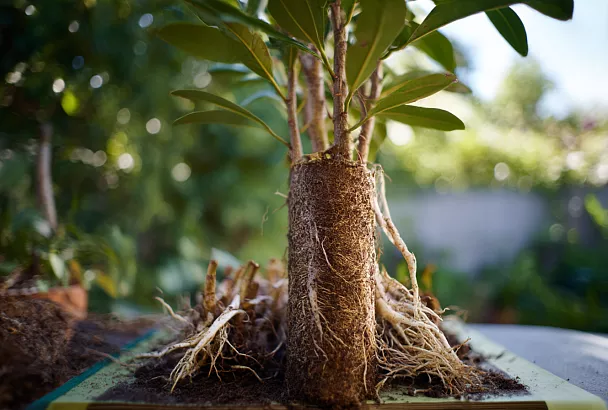 Размножаем растения турецким методом: из одной ветки — несколько новых деревьев