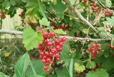Весенняя обработка солевым раствором: простой способ защитить смородину