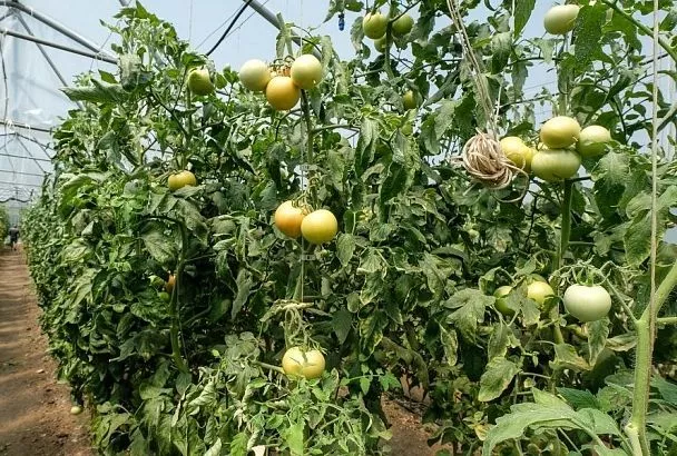 Ботва томатов – в дело: и удобрение, и фунгицид, и инсектицид, но без химии