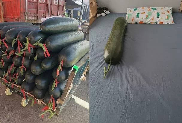 В Китае справляются с жарой с помощью объятий с зимней дыней 