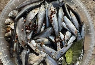 Идеальная малосольная килька: простой рецепт, лучше которого вам уже не найти