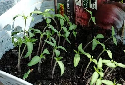 Молоко для рассады: можно, только осторожно