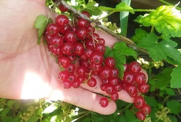 Близкие родственники – разный уход: особенности обрезки красной и белой смородины