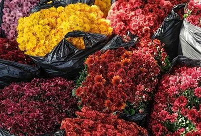 Не трогай до весны: это надо знать, чтобы хризантема мультифлора перезимовала и зацвела