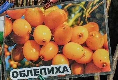 Облепиха – ягода от 333 болезней, которая растет даже в тени