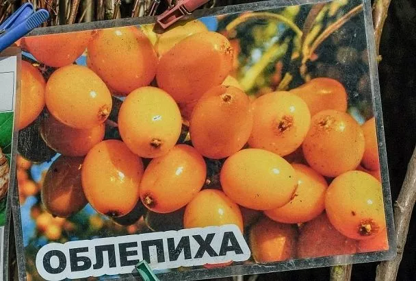 Облепиха – ягода от 333 болезней, которая растет даже в тени