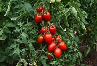 Томаты больше не пасынкую, а урожай все равно отличный