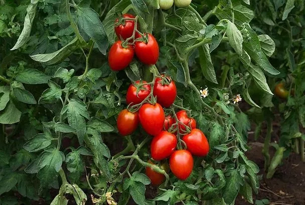 Томаты больше не пасынкую, а урожай все равно отличный
