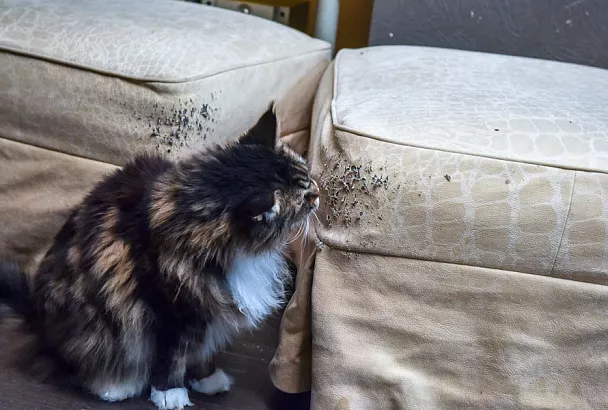 Один дома: на сколько дней можно оставить кота в закрытой квартире без присмотра