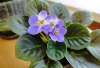 Когда вянут бутоны: копеечное средство, которое возвращает силы моим цветам