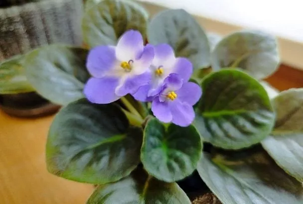 Когда вянут бутоны: копеечное средство, которое возвращает силы моим цветам