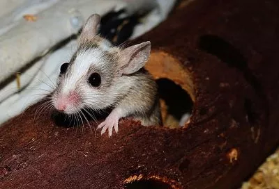 Ароматерапия против грызунов: как выгнать мышей с дачи без яда и ловушек 