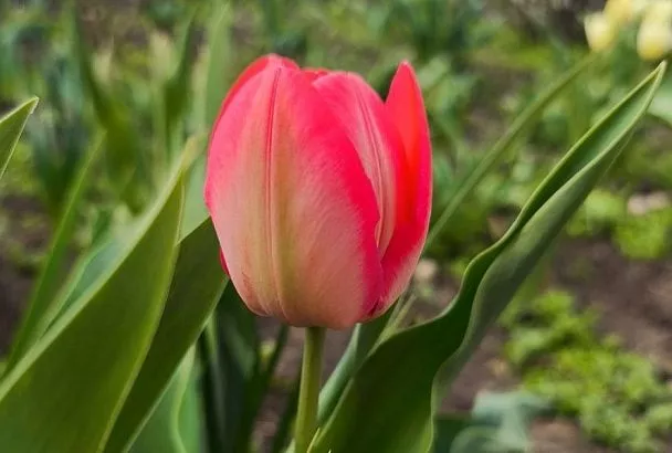 Можно ли сажать тюльпаны весной: ответ на этот вопрос вас порадует