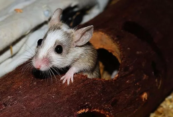 Ароматерапия против грызунов: как выгнать мышей с дачи без яда и ловушек 