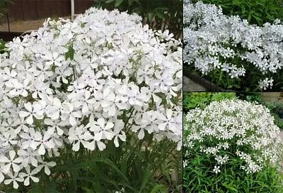 Посадил флокс Уайт Парфюм так — и, о чудо! Всего 1 цветок наполнил весь участок волшебным ароматом