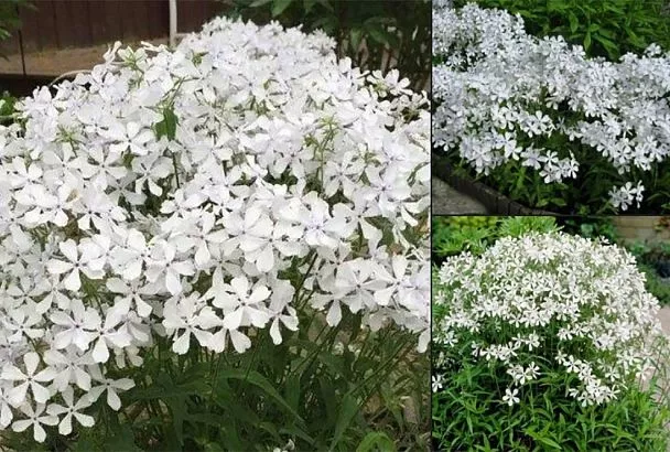 Посадил флокс Уайт Парфюм так — и, о чудо! Всего 1 цветок наполнил весь участок волшебным ароматом