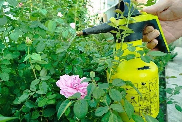 Церкоспороз или серая пятнистость розы: как распознать и победить