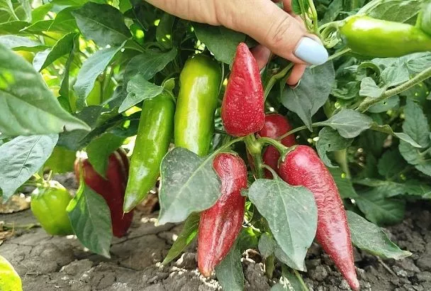 Листья на перце больше не вянут: я избавилась от грибка средством, в которое невозможно поверить, – 4 ложки корицы, и теперь плоды как на картинке, а соседи ходят их фотографировать