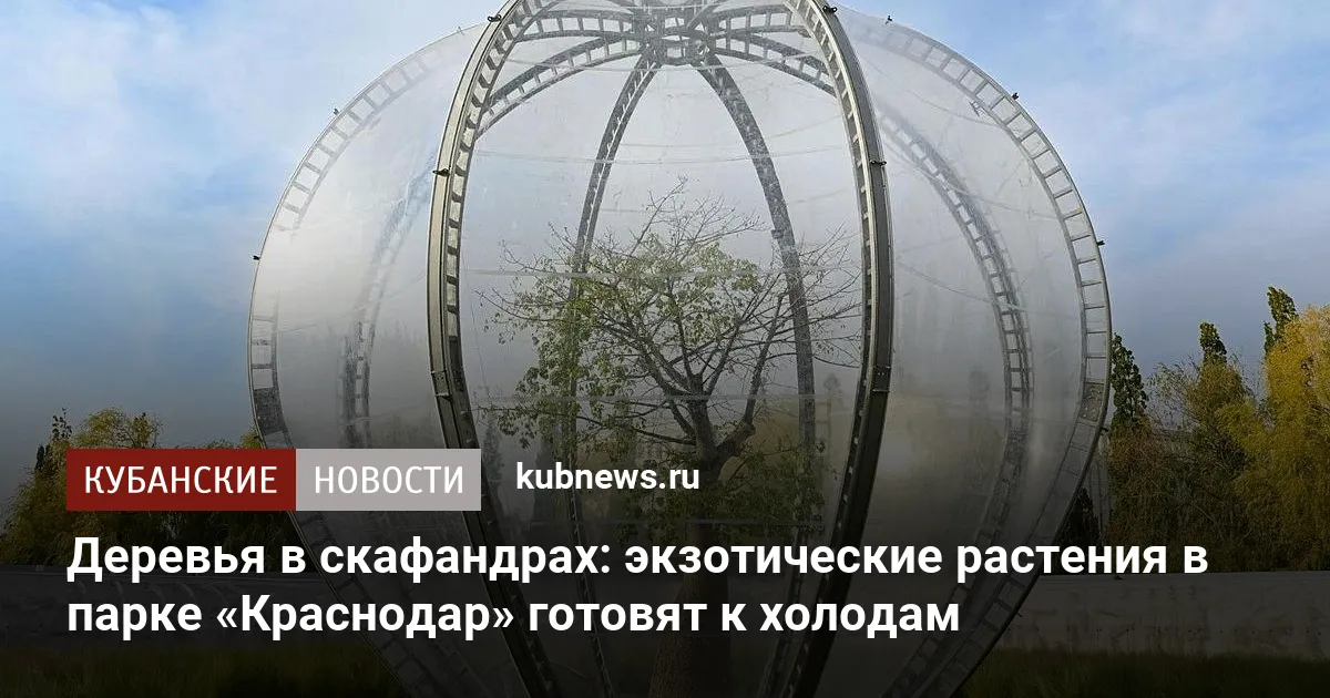 Деревья в скафандрах: экзотические растения в парке «Краснодар» готовят к холодам