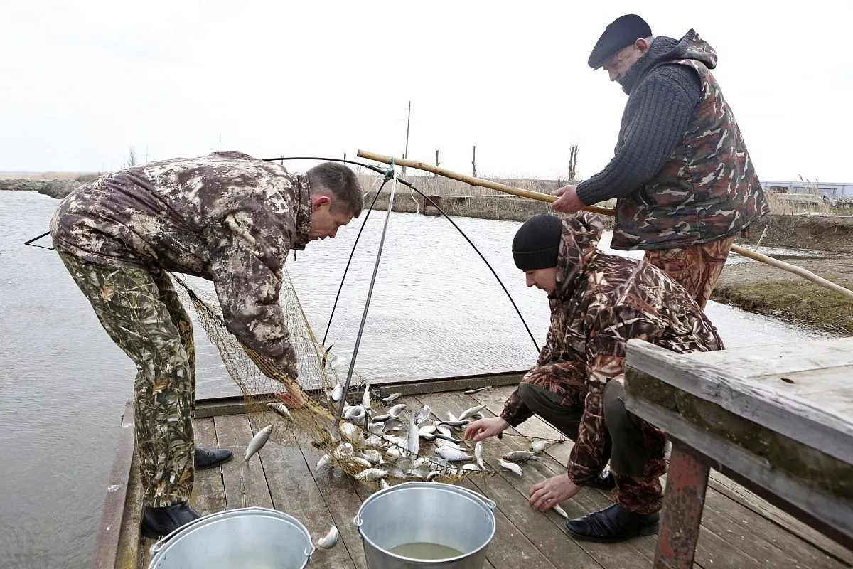 На Бейсугском нерестово-вырастном хозяйстве в станице Бриньковской. На Бейсугском нерестово-вырастном хозяйстве в станице Бриньковской.