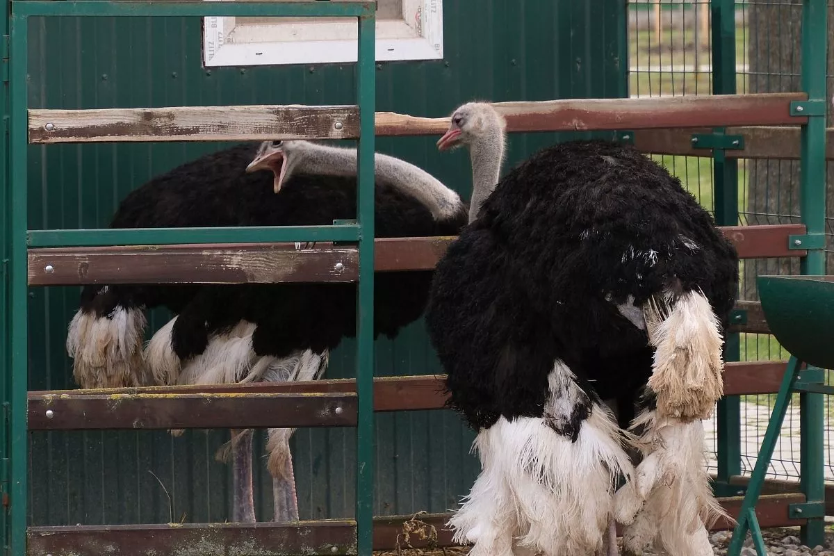 Страусы - прямые потомки тероподных динозавров, которые жили сотни миллионов лет назад.