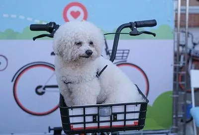 Кубань стала самым популярным направлением среди зумеров для путешествий с домашними животными