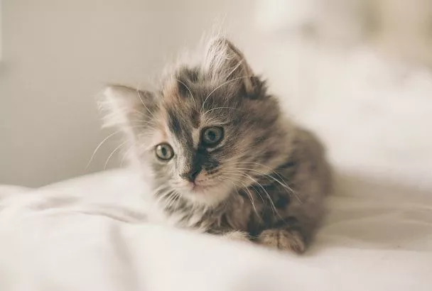 Как отучить кота ходить мимо лотка
