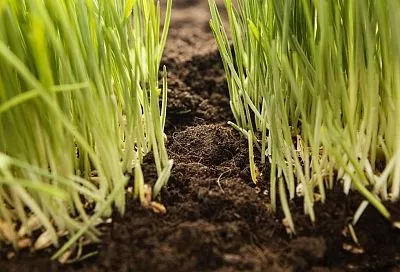 Всегда сажаю такие растения после чеснока и лука – получаю второй урожай и повышаю плодородие почвы