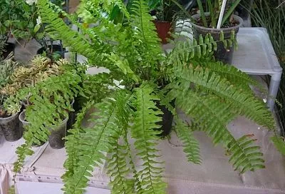 Старше динозавров: не верьте тому, кто говорит, что папоротник любит воду