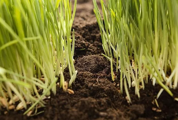 Всегда сажаю такие растения после чеснока и лука – получаю второй урожай и повышаю плодородие почвы