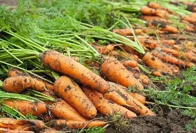 После моркови лук не сеют: частая ошибка, которую допускают даже опытные огородники